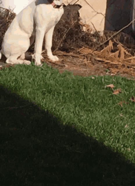 a white dog with a red collar sits on the grass