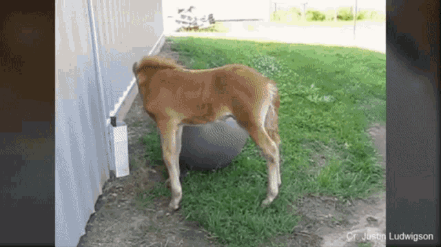 a brown dog is standing next to a large ball in the grass