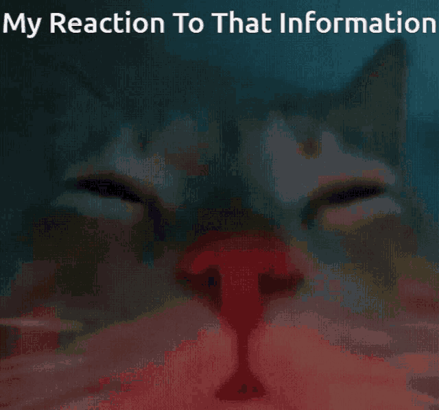 Disco Cat Reaction Cat Disco GIF - Disco Cat Reaction Disco Cat Cat Disco GIFs