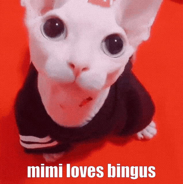 a white cat wearing a black sweater with the words mimi loves bingus below it
