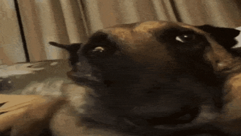 a close up of a dog 's face with a blurred background