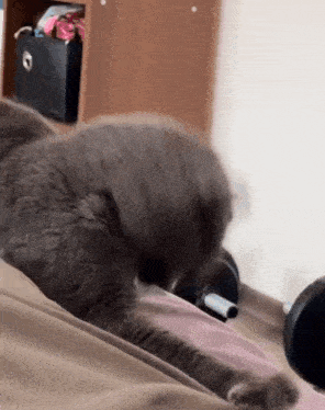 a cat is laying on a bed next to a dumbbell and a speaker .