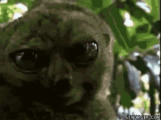 a close up of an owl with senorgif.com in the corner