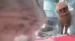 Mr Fresh Cat Fight GIF - Mr Fresh Cat Fight Mr Fresh Cats GIFs