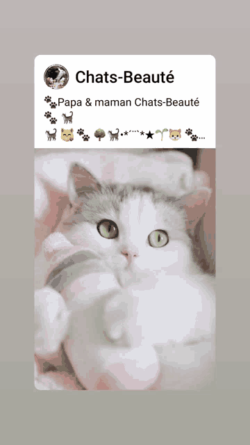 a picture of a cat with the words chats-beaute on the top