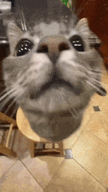 a close up of a cat 's face on a stool