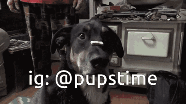 a dog with a stick in its nose is looking at the camera with the caption ig @pupstime below it