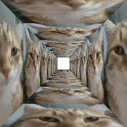a row of cats are lined up in a square with a white square in the middle