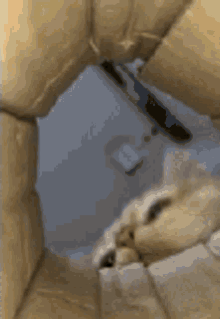 a close up of a cat laying in a cardboard box .
