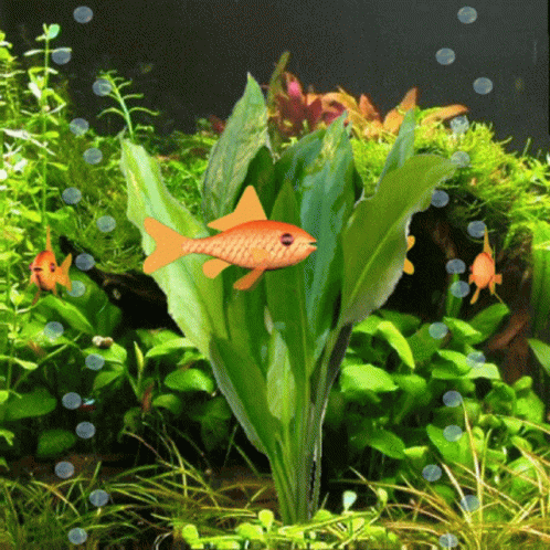 Goldfish Goldy GIF - Goldfish Goldy Aquarium GIFs