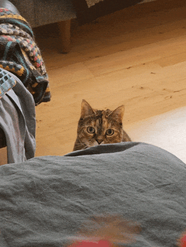 a cat peeking out from under a blanket on the floor