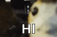a dog is looking at the camera with the words `` hi '' written on it .