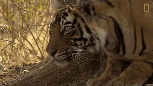 a close up of a tiger 's face with a national geographic logo in the corner