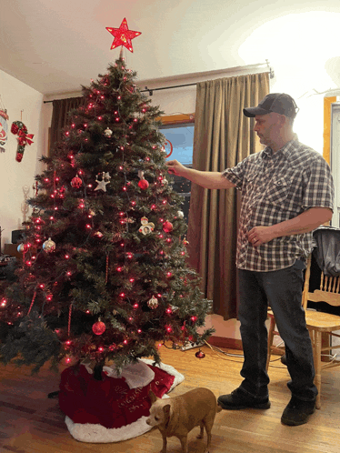 a man decorates a christmas tree with red lights