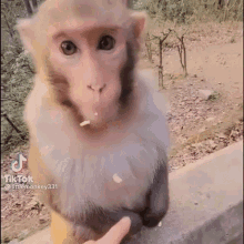 Monkey Funny GIF - Monkey Funny GIFs