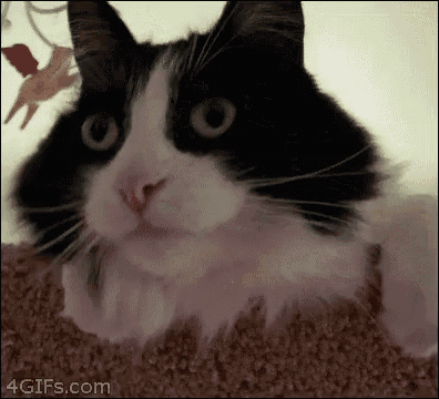 a black and white cat laying on a carpet with a 4gifs.com logo in the corner