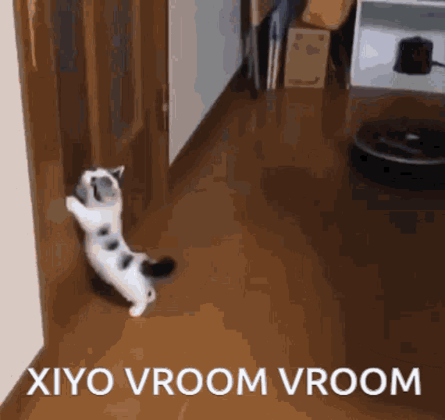 Xiyo Xiyo Vacuum GIF - Xiyo Xiyo Vacuum Xiyo Kitty GIFs