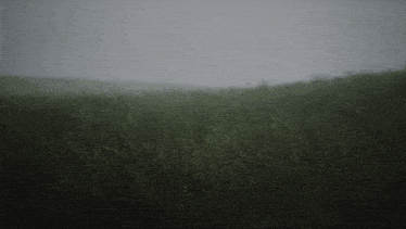 a field of tall grass with a foggy sky behind it