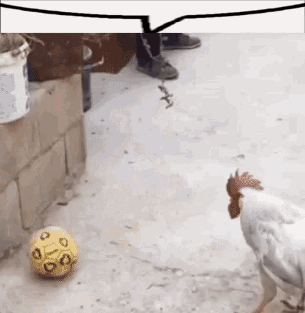 a chicken is standing next to a yellow ball with the letter g on it