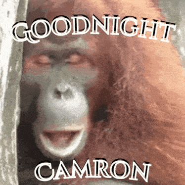 a picture of an orangutan with the words goodnight camron written above it