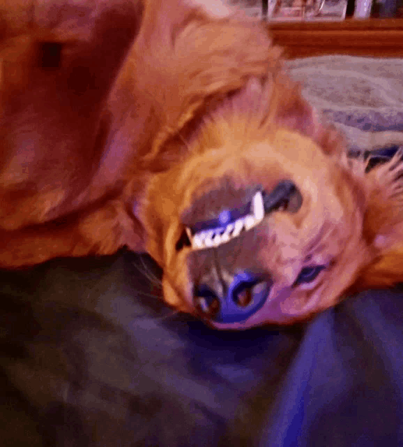 Dog Silly Meme