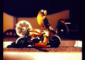 Bill_and_coo Bwh_1961 GIF - Bill_and_coo Bwh_1961 GIFs