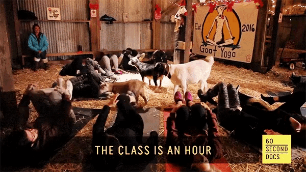 a group of people doing yoga in a barn with a sign that says goat yoga