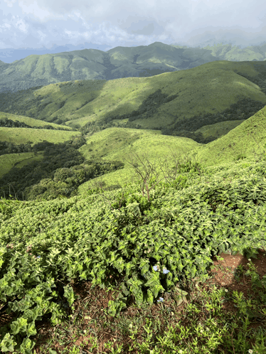 a view of a lush green hillside with trees and bushes