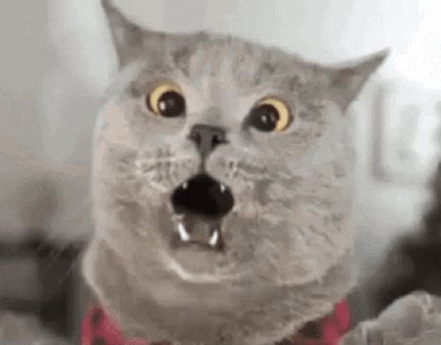 Scaredy Cat Scared Cat GIF - Scaredy Cat Scared Cat Fraidy Cat GIFs