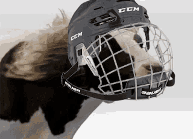 a cow wearing a ccm helmet and a bauer mask