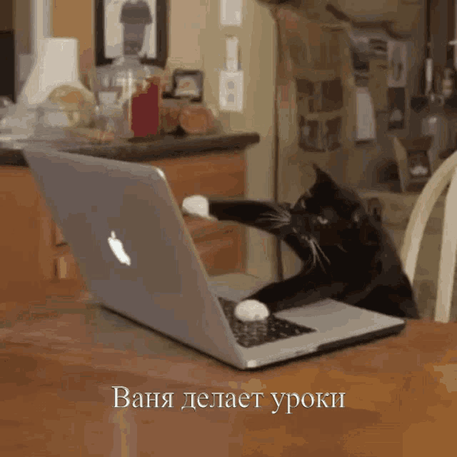 a black and white cat is using an apple laptop on a table