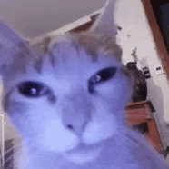 Cat Rizzing You Up GIF - Cat Rizzing You Up GIFs
