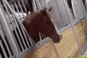 a close up of a horse 's head sticking its head out of a stable door .