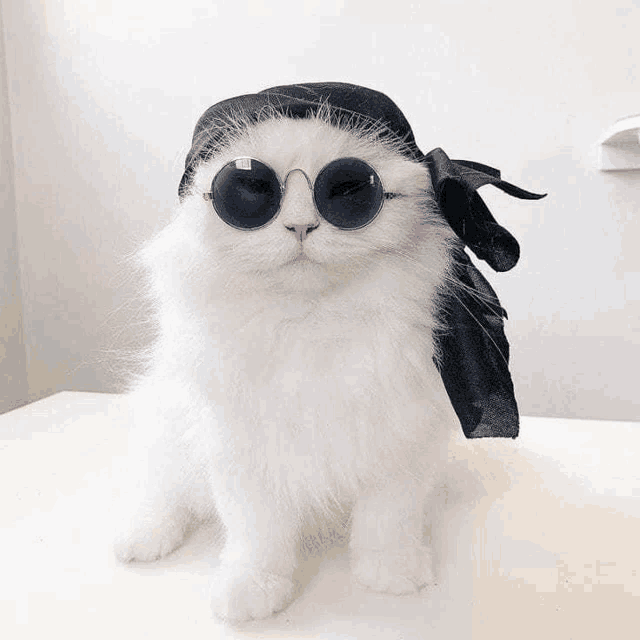 a white cat wearing sunglasses and a bandana .