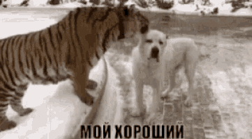 a tiger and a dog are standing in the snow .