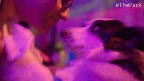 Dog Smooch The Pack GIF - Dog Smooch The Pack Border Collie GIFs