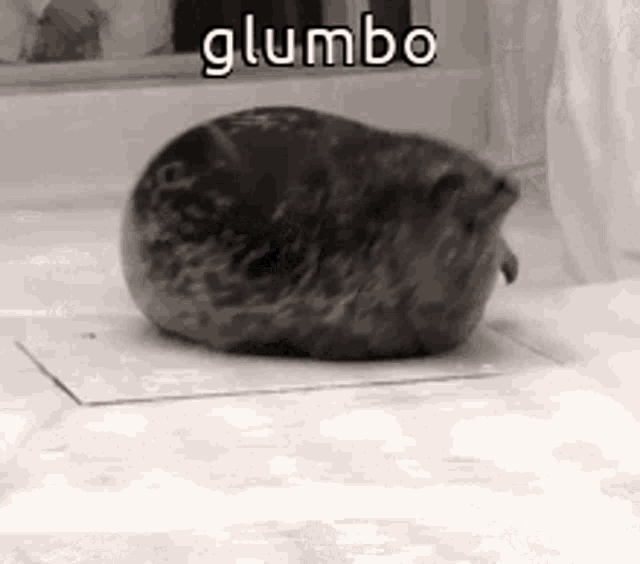 Animals With Captions Fat Seal GIF