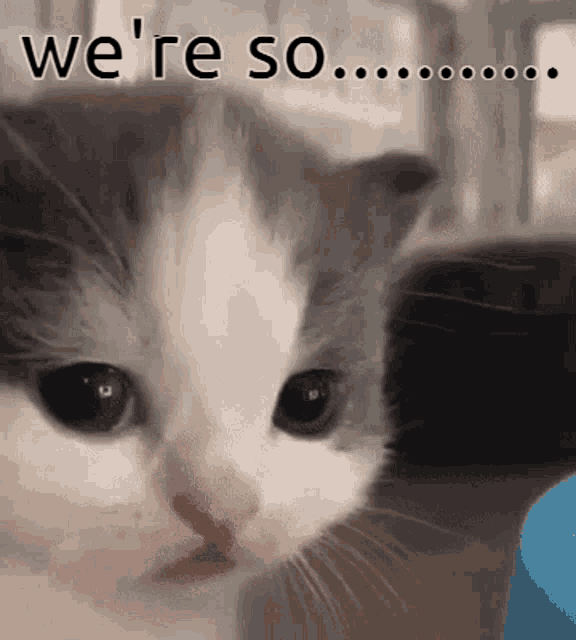 a close up of a kitten 's face with the words we 're so written above it