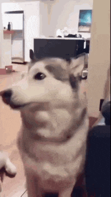 a husky dog is standing in a living room looking at the camera and making a funny face .