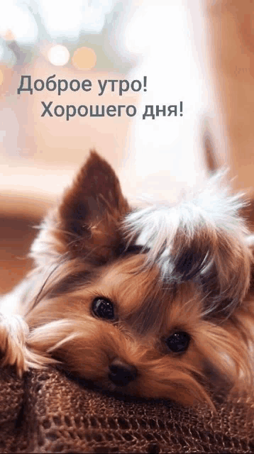 a small dog laying on a blanket with the words " доброе утро " written on the bottom