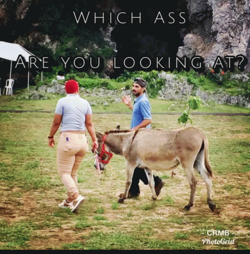 Which Ass Are You Looking At GIF - Which Ass Are You Looking At GIFs