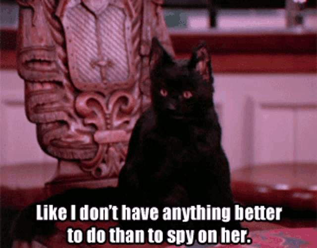 a black cat sitting on a chair with a caption that says like i don 't have anything better to do than to spy on