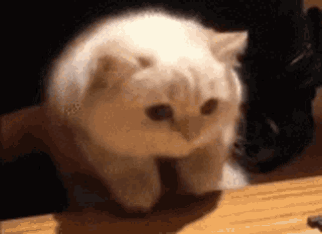 a white cat is sitting on a wooden table .
