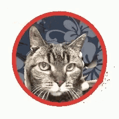 a cat is in a red circle with a blue background