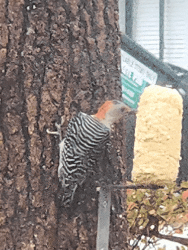 a bird is eating from a bird feeder with a sign in the background that says laurel hill