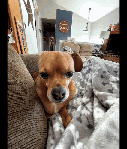 a small brown dog laying on a couch with a welcome sign behind it