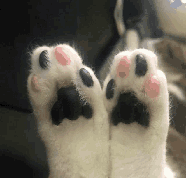 a close up of a cat 's paws with black and pink spots