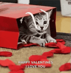 a kitten is sitting in a red bag on the floor .