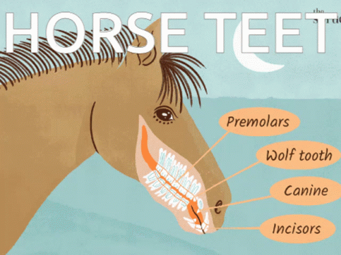 Horse Teeth GIF - Horse Teeth Animal GIFs