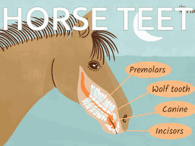 an illustration of a horse 's teeth with labels for premolars wolf tooth and canine